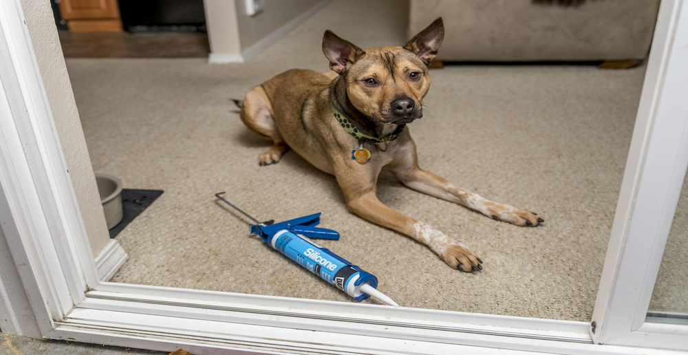 Dog sitting on carpet behind door with caulking tool nearby.