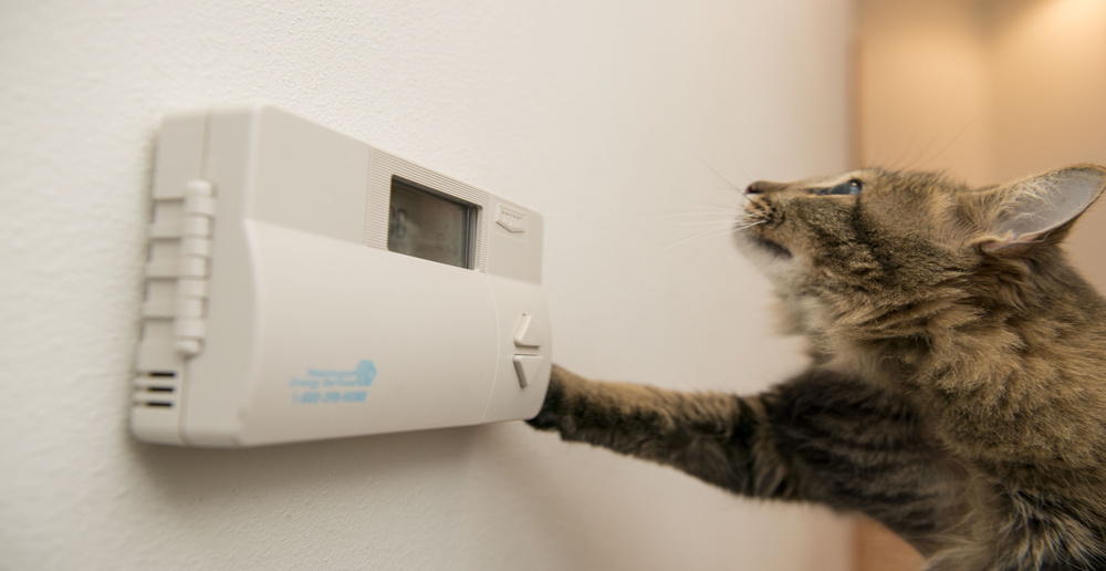 Cat looking at thermostat with right front paw on wall.