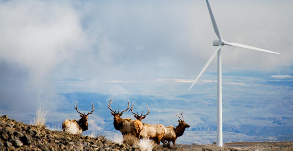 Elk roaming plains near a wind turbine.