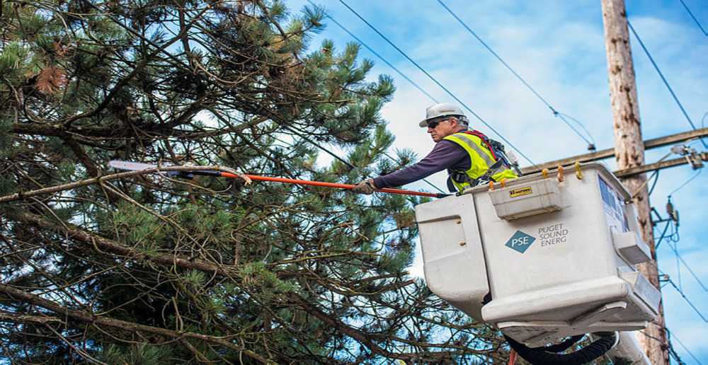 Lineworker in bucket truck using tools to trim tree branches near a distribution line.